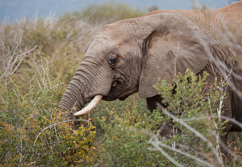 Madikwe Game Reserve Elephant Browsing 2